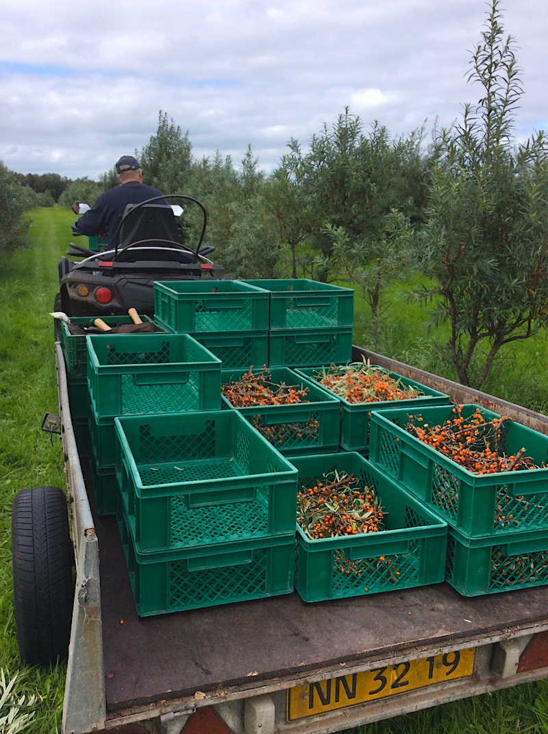Blåbærgaarden-havtorn-høst - Niels kører høsten hjem