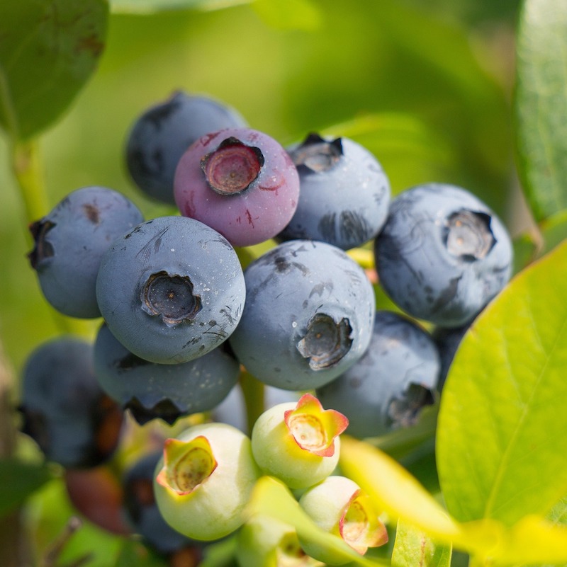 Blåbærgaardens blåbær closeup