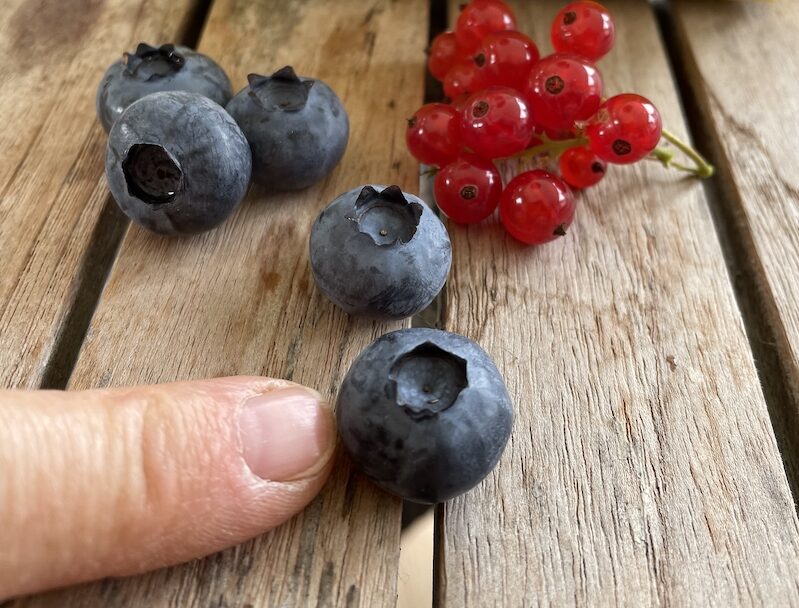 Blåbærgaarden Niels peger på et blåbær