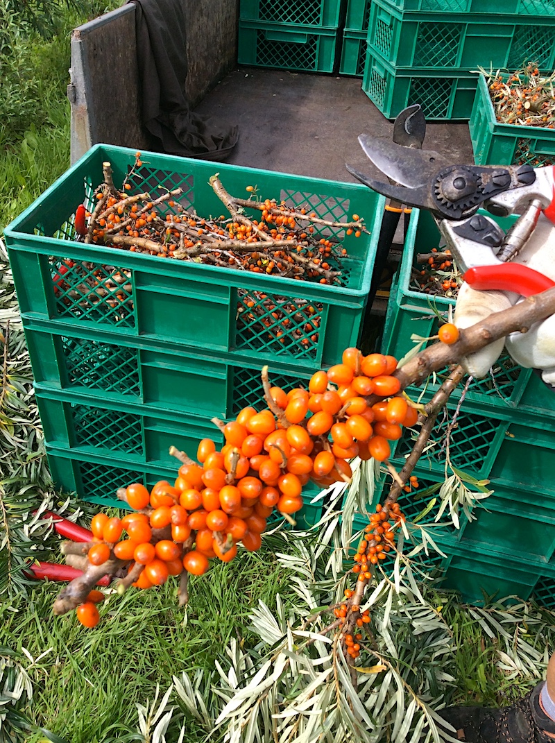 Blåbærgaarden-havtorn-høst - havtorne klase